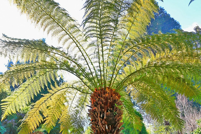 Dicksonia antarctica, Soft Tree Fern, Australian Tree Fern, Tasmanian Tree Fern, WoollyTree Fern, Drought tolerant tree